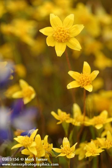 Lasthenia californica