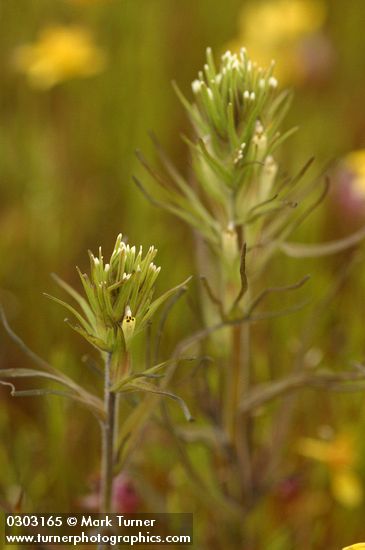 Castilleja attenuata