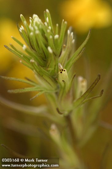Castilleja attenuata