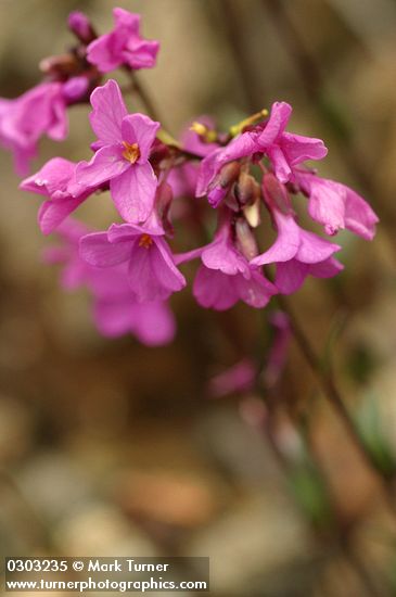 Arabis aculeolata