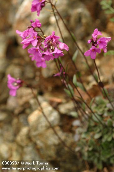 Arabis aculeolata
