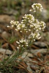 Siskiyou Pennycress