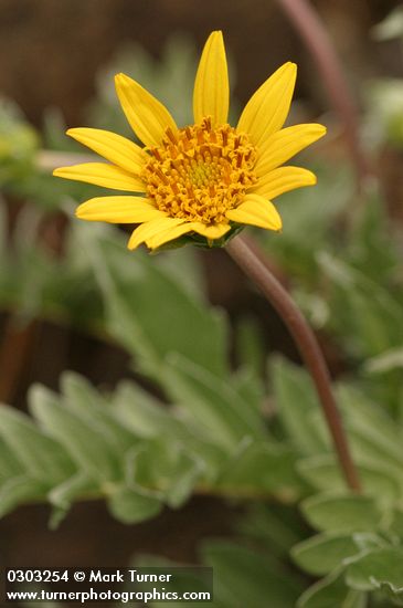 Balsamorhiza sericea