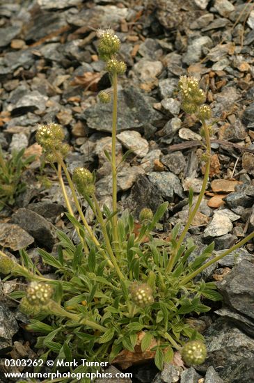 Phacelia corymbosa