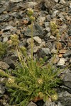 Serpentine Scorpionweed