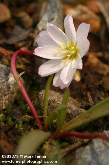Lewisia oppositifolia