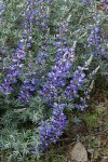 Silky Lupine
