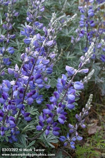 Lupinus sericeus