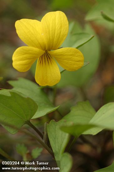 Viola lobata
