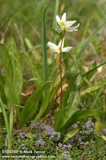 Erythronium citrinum; Ceanothus pumilus