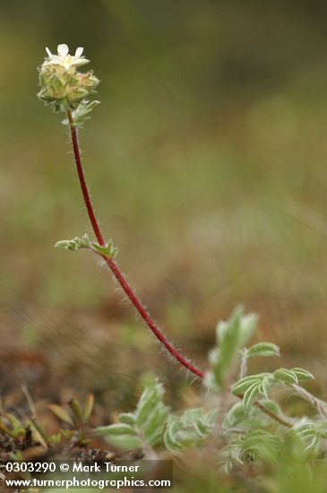 Horkelia daucifolia