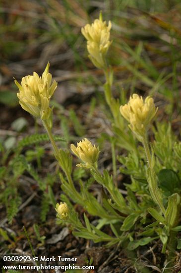 Castilleja sp.