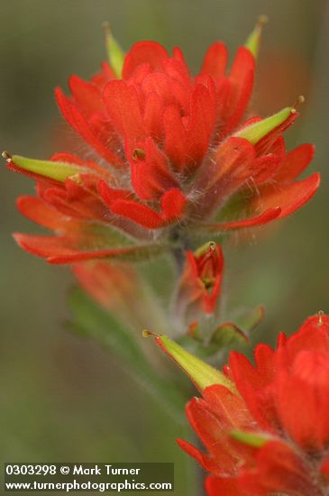 Castilleja sp.