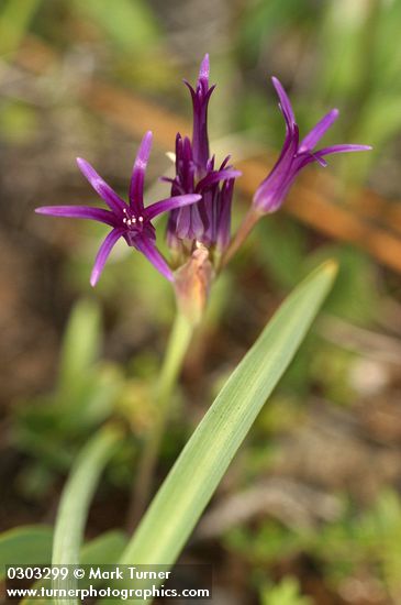 Allium sp.