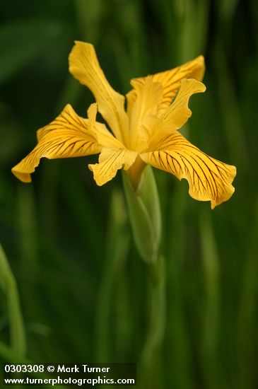 Iris innominata