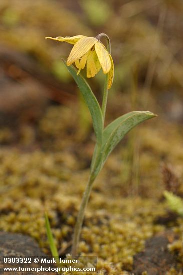Fritillaria glauca