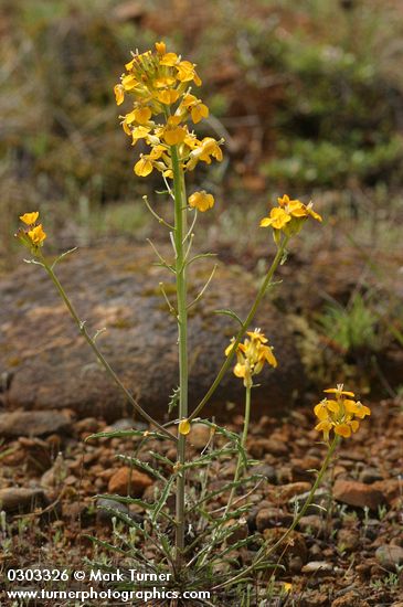 Erysimum capitatum var. capitatum (E. asperum)