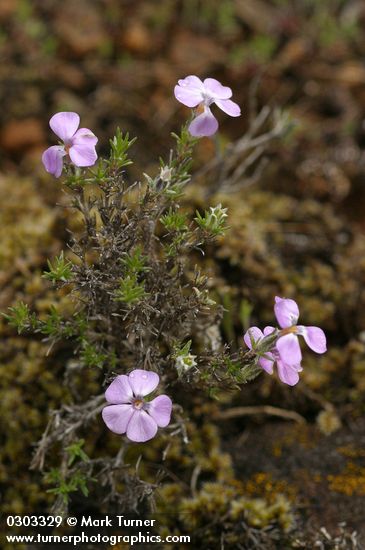 Phlox diffusa