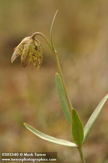 Fritillaria affinis