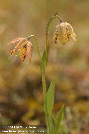 Fritillaria affinis