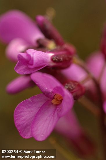 Arabis aculeolata