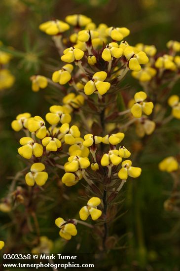 Triphysaria eriantha ssp. eriantha (Orthocarpus erianthus)