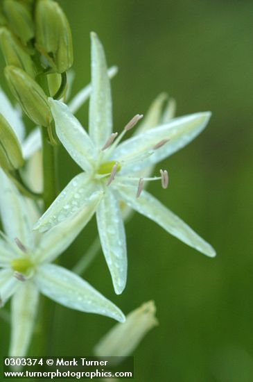 Camassia leichtlinii ssp. leichtlinii