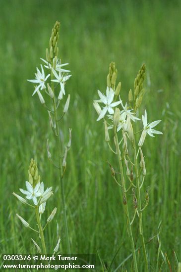 Camassia leichtlinii ssp. leichtlinii