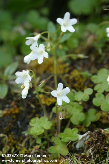 Romanzoffia sitchensis