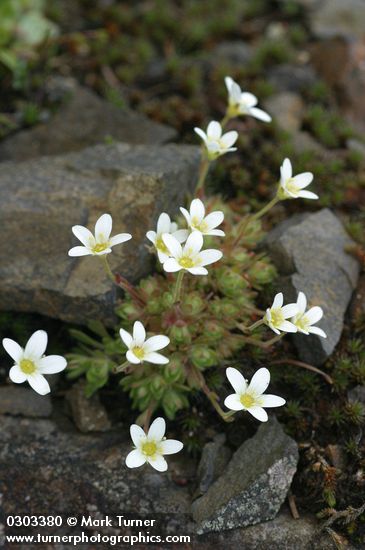 Saxifraga caespitosa ssp. subgemmifera