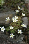 Tufted Saxifrage