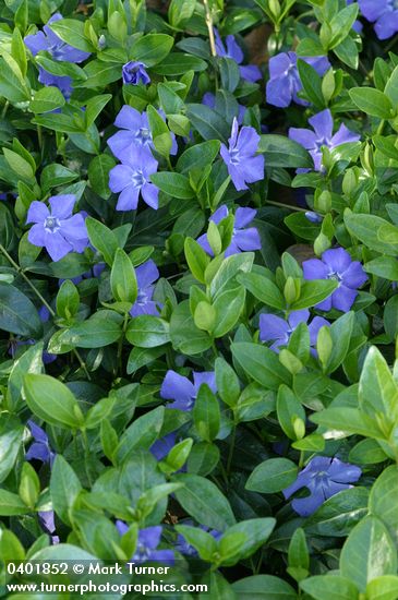 Vinca minor