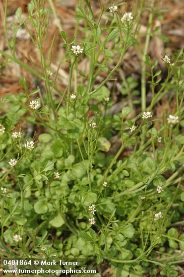 Cardamine hirsuta