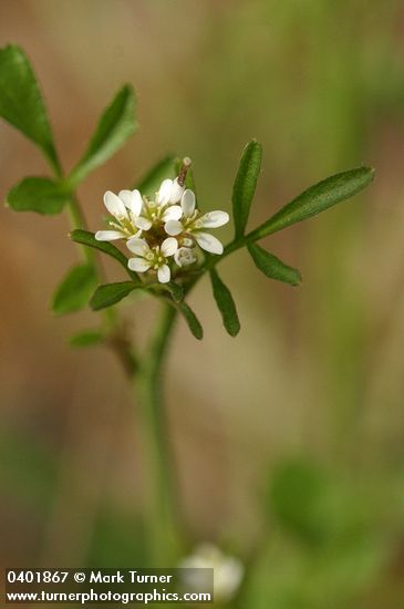 Cardamine hirsuta
