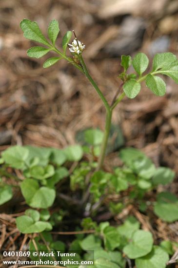 Cardamine hirsuta