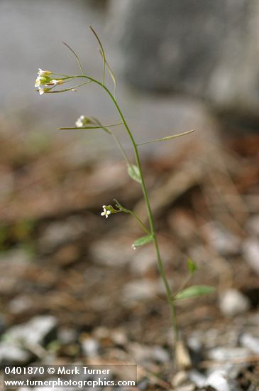 Arabidopsis thaliana