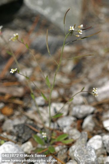 Arabidopsis thaliana