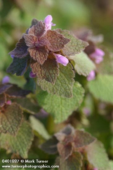 Lamium purpureum