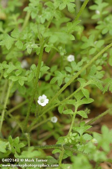 Nemophila pedunculata