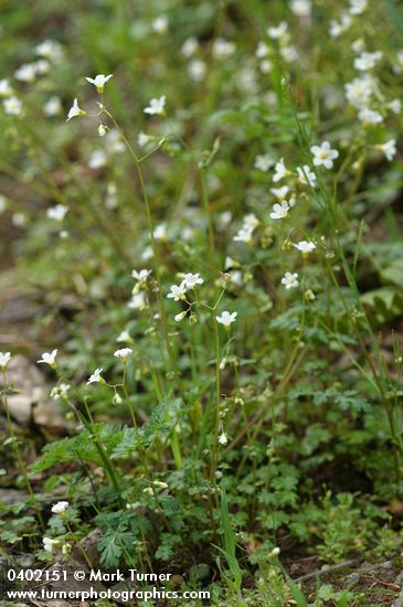 Romanzoffia californica (R. suksdorfii)