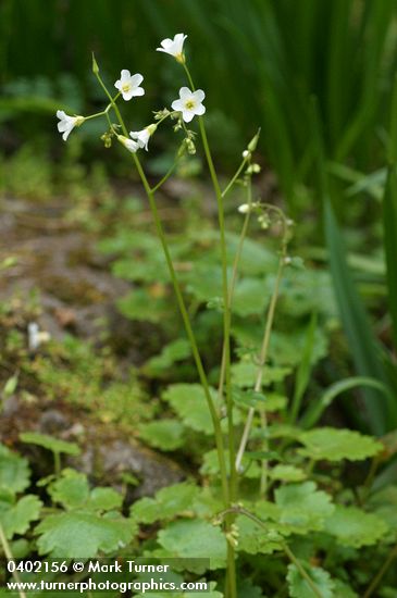 Romanzoffia californica (R. suksdorfii)