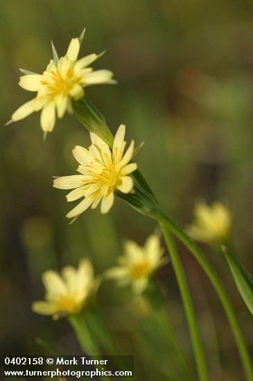 Uropappus lindleyi (Microseris lindleyi)