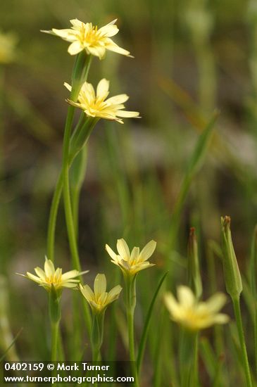 Uropappus lindleyi (Microseris lindleyi)