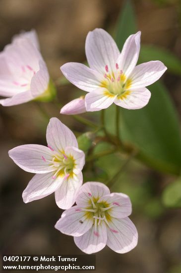 Claytonia lanceolata