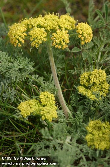 Lomatium macrocarpum