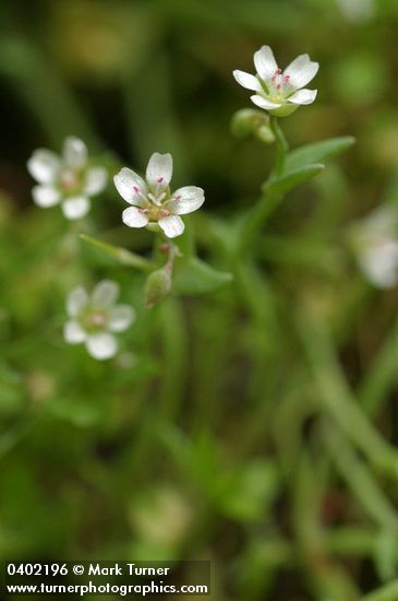 Claytonia exigua ssp. exigua (Montia exigua)