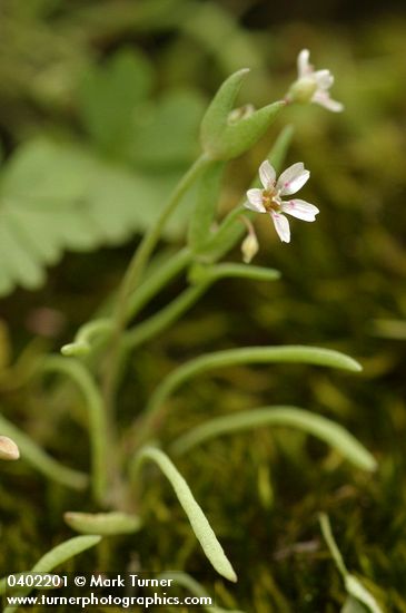 Claytonia exigua ssp. exigua (Montia exigua)