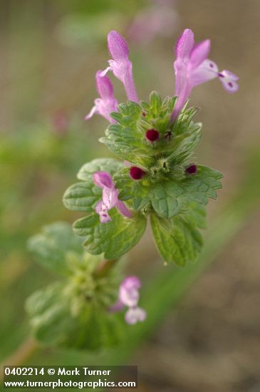Lamium amplexicaule