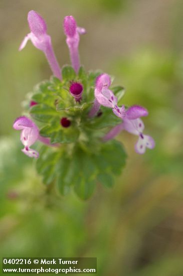 Lamium amplexicaule