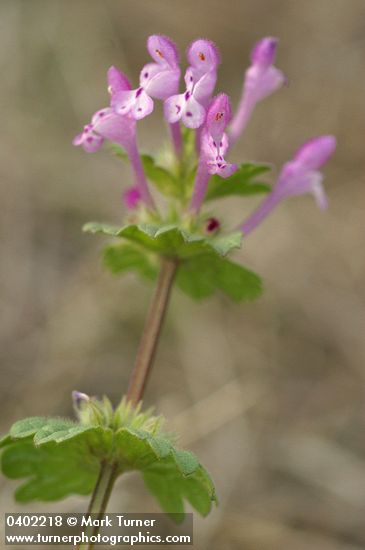 Lamium amplexicaule